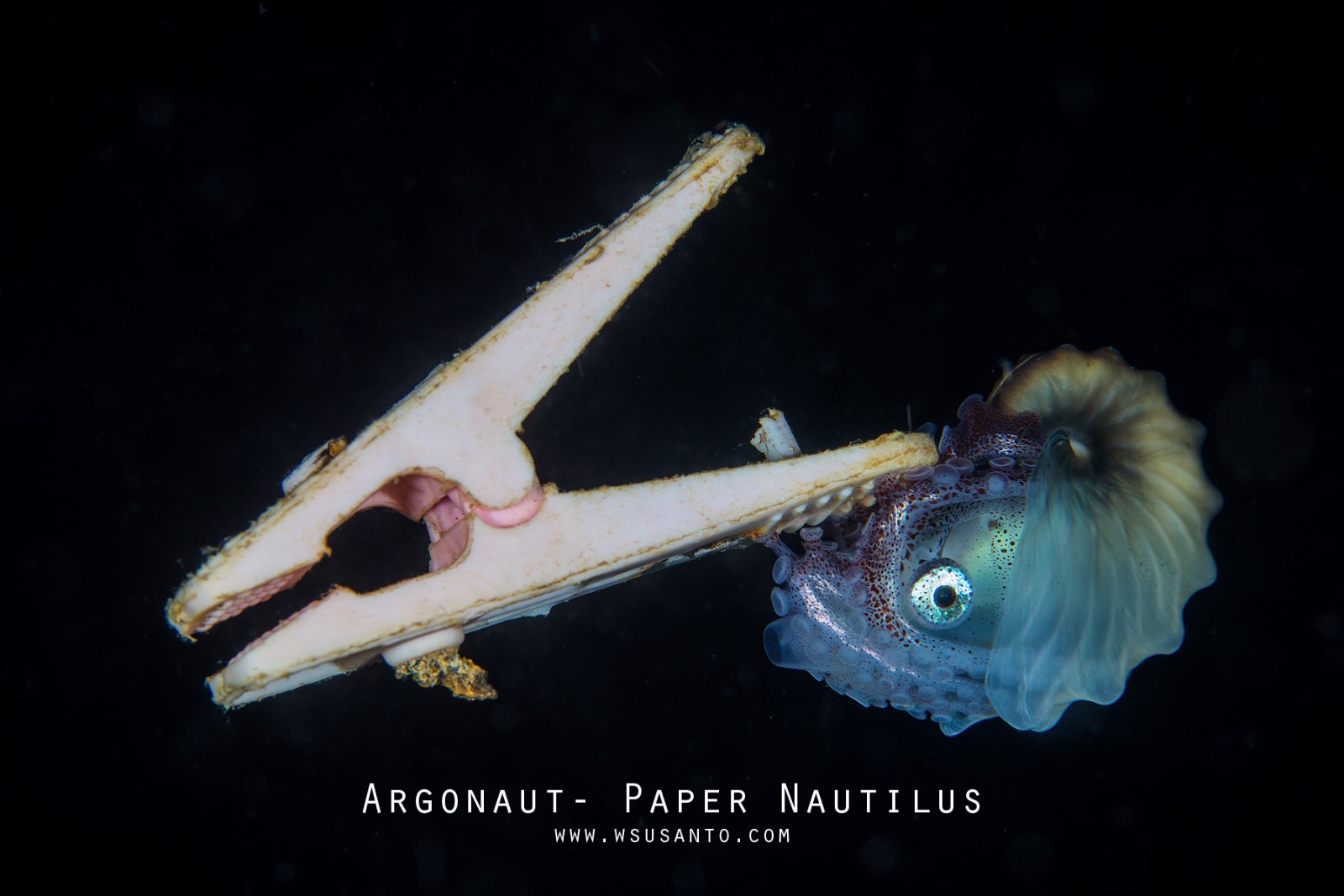 Paper Nautilus on Clothes Peg